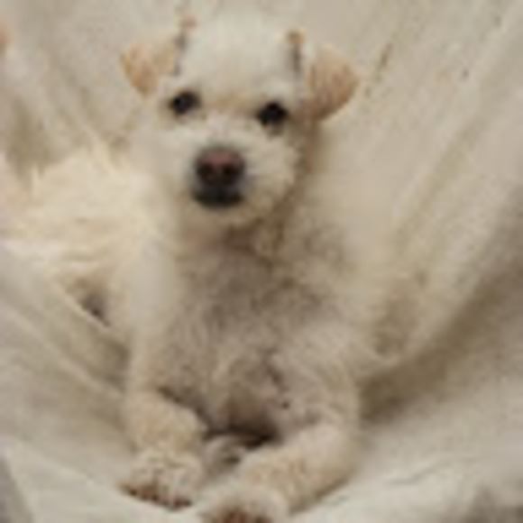 Meet your Posher, Ellie - Picture 1 of 1